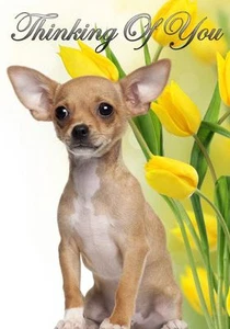 A5 Chihuahua Personalised Greeting Card Sympathy Thinking Of You  PIDCHI1 - Picture 1 of 1