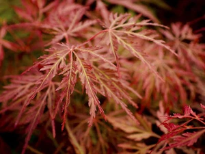 Acer palmatum 'Orangeola' - Japanese Maple *Live Plant - Picture 1 of 6