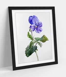 SIMPLE WATERCOLOUR OF A VIOLET FLOWER -FRAMED WALL ART POSTER PAPER PRINT - Picture 1 of 11