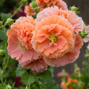 25 Double Orange Hollyhock Seeds Perennial Flower Seed Flowers US SELLER - Picture 1 of 24