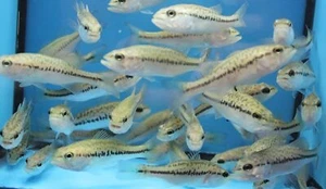 0.5" - 1.5" LARGEMOUTH BASS LIVE Fish GUARANTEE ALIVE - FEED TRAINED! - Picture 1 of 1