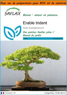 SAFLAX - Garden in the bag - Erable trident - 30 Graines - Photo 1/4