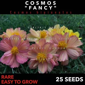 Cosmos Fancy, Cosmos bipinnatus, Rare House Flower Seeds x 25 Seeds - Picture 1 of 16
