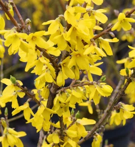 Forsythie Lynwood 125-150cm - Forsythia - Bild 1 von 1