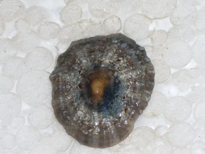 ROTULA CAERULEA SPECIAL GREY, ROUND FORM - Picture 1 of 2