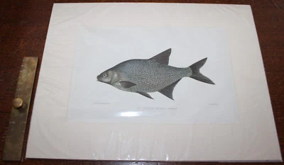 1904 Bream Chromolithograph Original Print Fish Angling Vincent Brooks Day & Son - Image 1 of 4