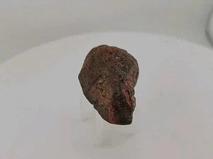 Permineralized Fossil Bird Skull Amazing Uv Reactiveness - Picture 1 of 24