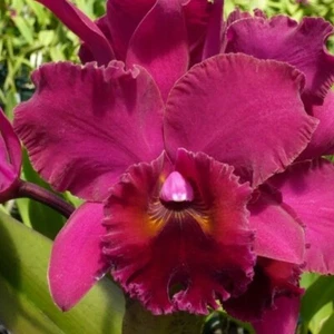 Planta de orquídea Cattleya Sachiko Tsugawa 'Volcano Queen' tamaño maceta 3-4 pulgadas - Imagen 1 de 4