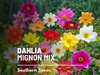 Dahlia, Mignon Mix - 25 Seeds - Easy To Grow  (Dahlia Variabilis)