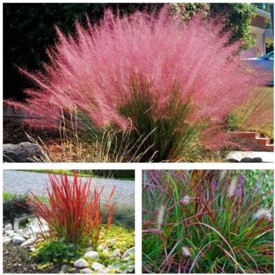 3 x  Rote Ziergras KOLLEKTION  1 Liter (Ziergras/Gräser) BLICKFANG - Bild 1 von 4