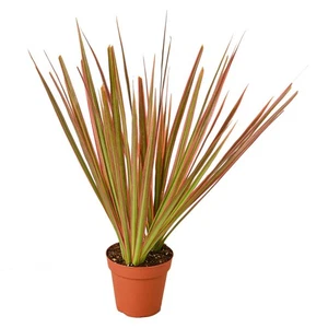 Dracaena 'Colorama' - Bild 1 von 4