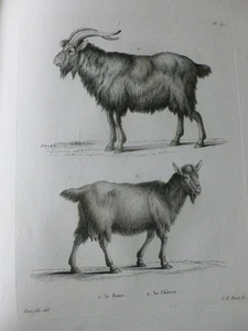 Grabado Siglo XVIII Sobre Cobre / la Cabra - El Cabra - Bild 1 von 1