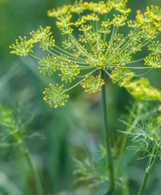 2000 Dill Dukat Non Gmo (2,000 Seeds) - Image 1 of 2