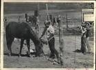 1972 Press Photo Visitor Pats Mustang Colt at National Mustang Association Ranch