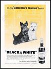 1960 Scottie Westie dog art Company's Coming B&W whisky écossais vintage annonce imprimée