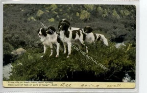 (KLh9507-477) Dogs, Border Collies, 1906 Used G-VG - Picture 1 of 2
