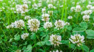 2000 X WHITE CLOVER SEEDS-VEGETABLE-HONEY SUBSTITUTE-WILDFLOWER-HERBAL TEA PLANT - Picture 1 of 13