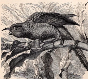 Old Antique Victorian Era Vintage 1895 SLIGHT-BILLED PARRAQUET Bird Print - Picture 1 of 3