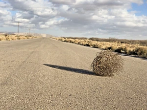 Tumbleweed Tumbleweeds Tumbleweeds West Texas russische Distel 17 Zoll - 20 Zoll - Bild 1 von 7