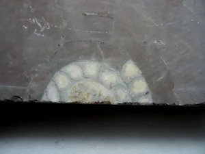 Corte sección Ammonite carbonifero Leon España fosil Goniatites N13 - Imagen 1 de 6