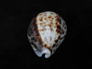 Sea shell Cypraea tigris 69.6mm ID#6508 - Picture 1 of 5