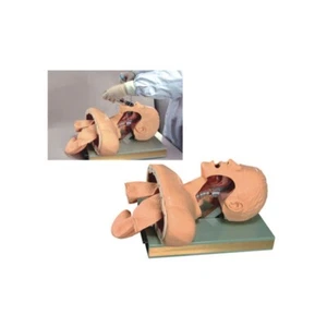 Advanced 1:1 Tracheal Intubation Trainingsmodell Lehrmittel Pflegeausbildung - Bild 1 von 8