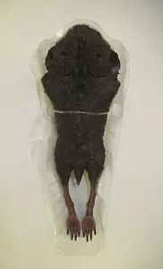 Nightmare Bat Build A Figure Body McFarlane Batman Forever DC Multiverse BAF Nuovo - Foto 1 di 3