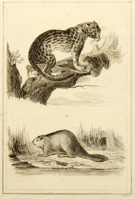 CHAILLOT (19.Jhd), Ozelot und Biber, Kupferstich Romantik Tiere 1800-1849 - Bild 1 von 4