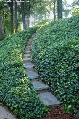 (40) Cuttings of Deep Green English Ivy Vine  (40 non rooted Cuttings) - Image 1 of 3