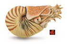 Nautilus Pompilius Cephalopod Toy Model Figure by CollectA 88907 New