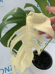 Monstera deliciosa var Borsigiana Variegated Albo ESTABLISHED PLANT Rare Indoor - Picture 1 of 10