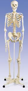 NUEVO 3B Scientific A10 Stan the Standard Esqueleto Humano - Imagen 1 de 1