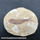 Fish fossil - eocene period, united states