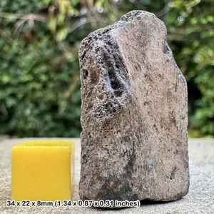 Fossil Turtle Shell – TRIONYX – Bouldnor Formation, Oligocene, Hamstead, Isle - Picture 1 of 1