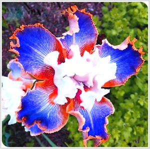 Bulbo Di Iris, Iris Barbuto,Bulbi Da Fiore Iris,Fiore Di Iris,Perenne, Bellissim - Foto 1 di 12