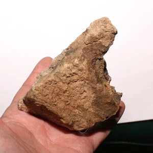 Trozo de calavera Triceratops - auténtico fósil de dinosaurio - formación Hell Creek - Imagen 1 de 9