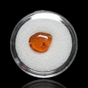 Braquicera (mosca), inclusión de insectos fósiles genuinos en ámbar báltico - Imagen 1 de 6