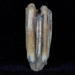 58 GR FOSSIL PFERDE ZAHNGESTEIN FOSSILPROBE - Bild 1 von 7