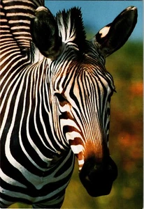 Postal Retrato de Cebra San Diego Parque de Animales Salvajes Equus burchelli California - Imagen 1 de 2