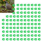 (Green) Taubenbeinringe Geflgelbeinring Langlebig Mit Hochwertigem