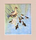 Peter Scott ~ Responsiblities ~  Ducks & Ducklings Genuine Original 1944