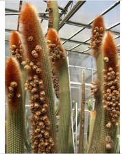 Vatricania Guentheri * Attractive Fox - Red Tail Cactus * Very Rare * 20 Seeds