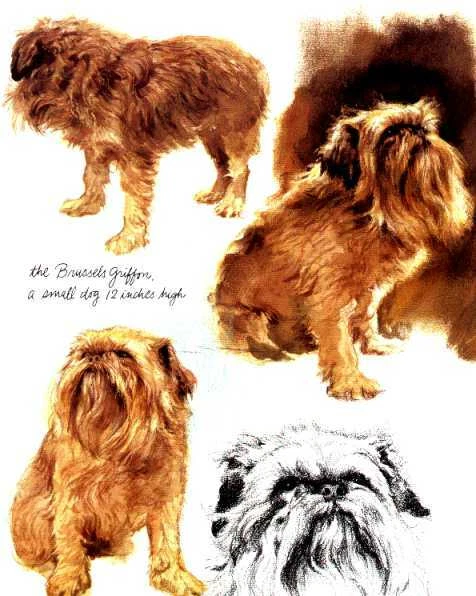 Grifón de Bruselas - PERSONALIZADO MATE - Impresión artística vintage para perros - Poortvliet Foto 1 de 1