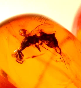 Beautiful Large Wasp in Burmese Burmite Amber Fossil Gemstone from Dinosaur Age - Picture 1 of 11