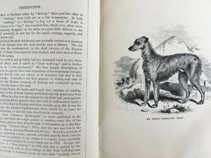 Dogs Retrievers Scottish Deerhounds Deerstalker Rare Old Antique Article 1872 - Bild 1 von 6