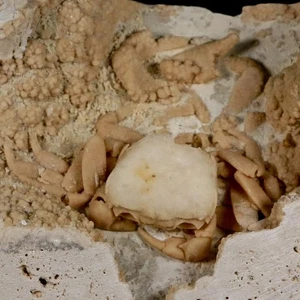 2.7" Potaman Sp Fossil Freshwater Crab In Travertine Denizli Basin Southwest - Picture 1 of 10