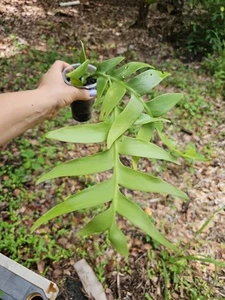 FISHBONE Fish Bone or RIC RAC CACTUS EPIPHYLLUM ANGULIGER Fully Rooted 3" - Picture 1 of 5