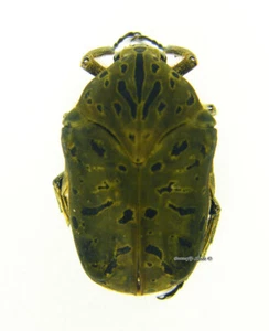 Unmounted beetle/Cetoniidae - Gymnetis pantherina meleagris, male - Picture 1 of 1
