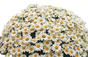 5 Shasta Daisy Plant With Bare Roots Perennial Summer Blooms Spring Pre- Order - Picture 1 of 2