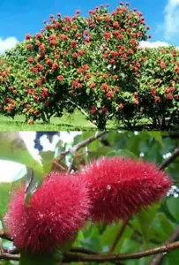 Bixa Orellana - 20 Seeds - Lipstick Tree - Annatto - Picture 1 of 1